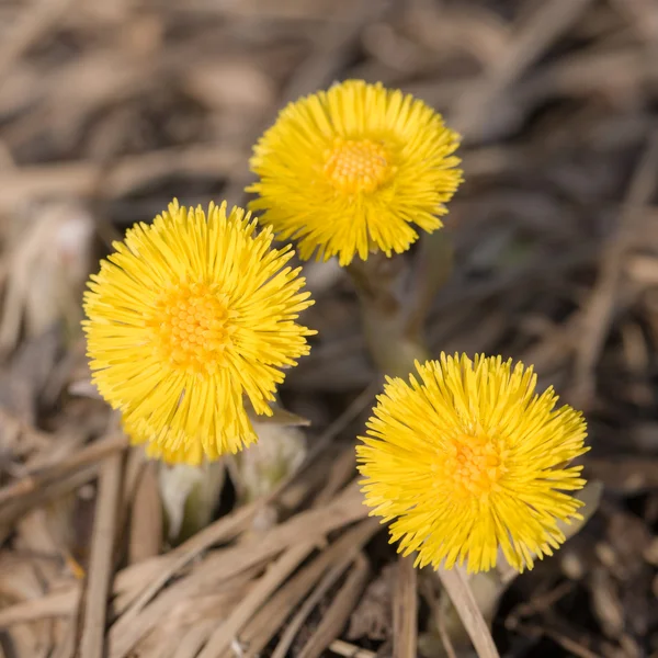 Bloemen van bladeren — Stockfoto