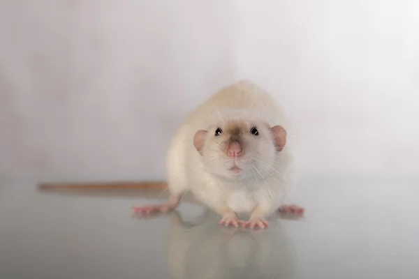 Domestic rat closeup — Stock Photo, Image