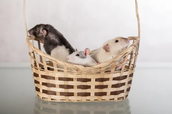 Ratos em uma cesta — Fotografia de Stock