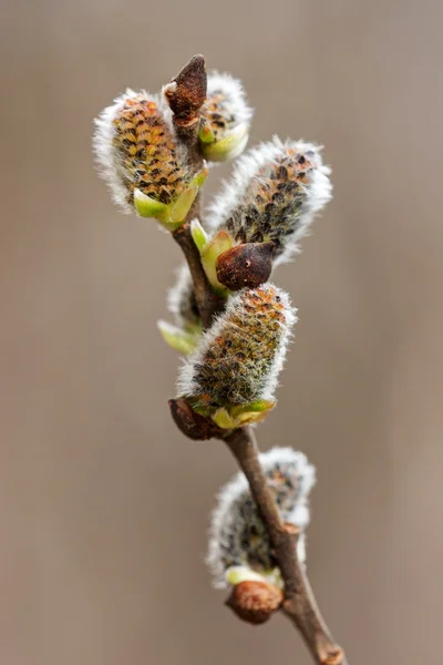 Bourgeons de saule de printemps — Photo