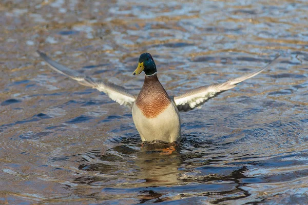 Bir ördek hareket portresi — Stok fotoğraf