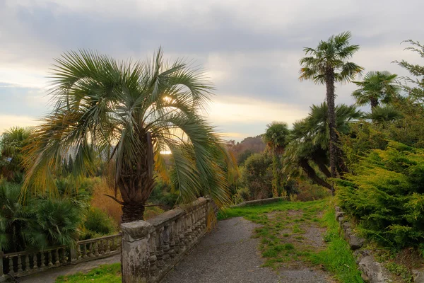 Palmen am Abend — Stockfoto