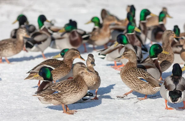 Patos na neve — Fotografia de Stock