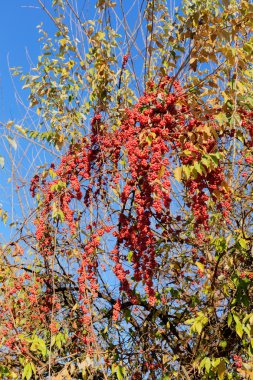 Olgun kırmızı meyveler