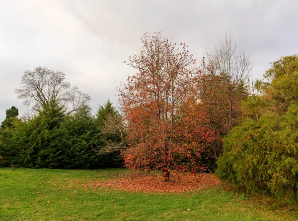 Arce de otoño con hojas rojas —  Fotos de Stock