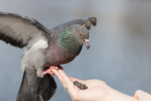 Pigeon mange des graines — Photo