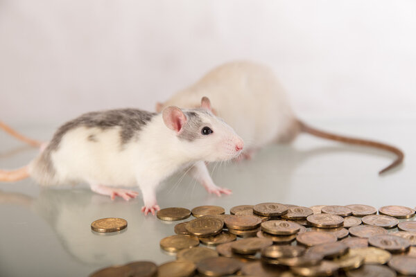 крысы с металлическими золотыми монетами
