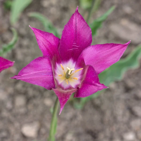 Primo piano tulipano viola — Foto Stock