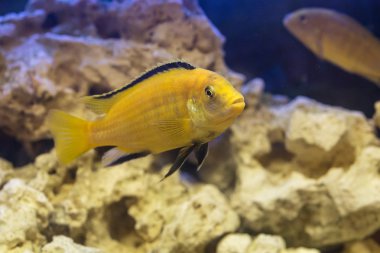 Labidochromis sarı su