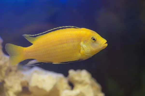 Labidochromis żółty zbliżenie — Zdjęcie stockowe