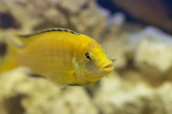 Labidochromis żółty w wodę w akwarium — Zdjęcie stockowe