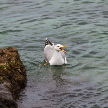 martı çığlıkları denizde