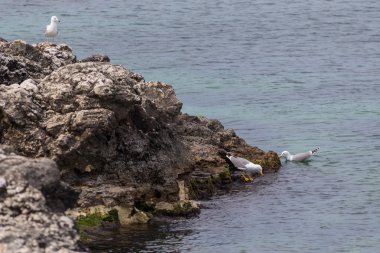 Bir kayalık sahil üzerinde üç martılar