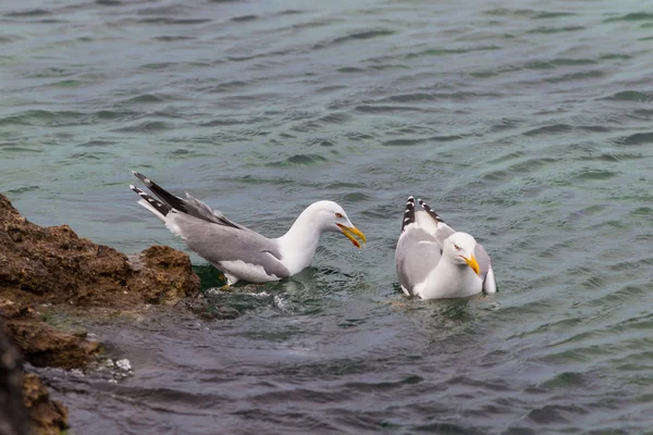 Две чайки в воде — стоковое фото