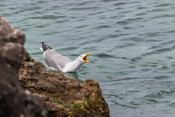 Gaviota en el agua — Foto de Stock