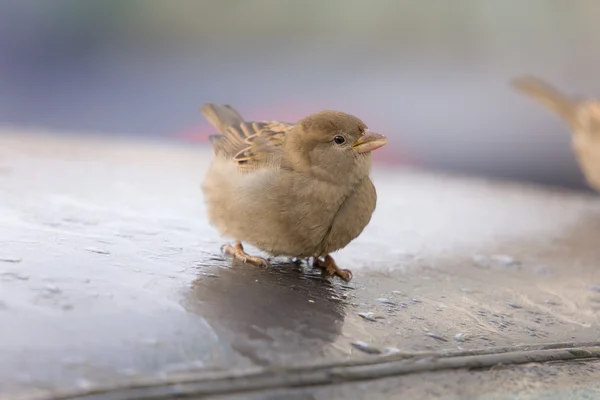 Moineau gros plan — Photo