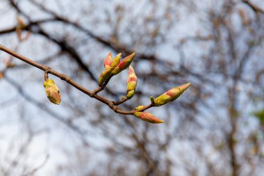 ağaç dalı tomurcukları ile