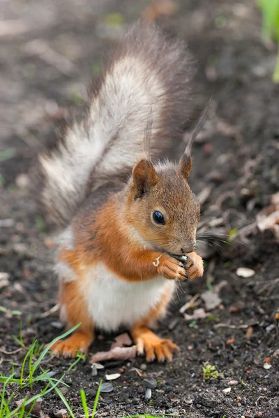 Portréja egy mókus — Stock Fotó
