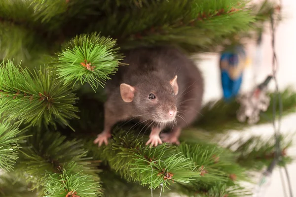 Rat on a branch — Stock Photo, Image