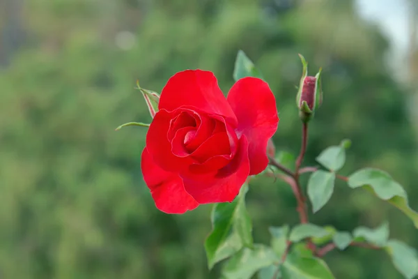 Red rose on a green background — Stock Photo, Image