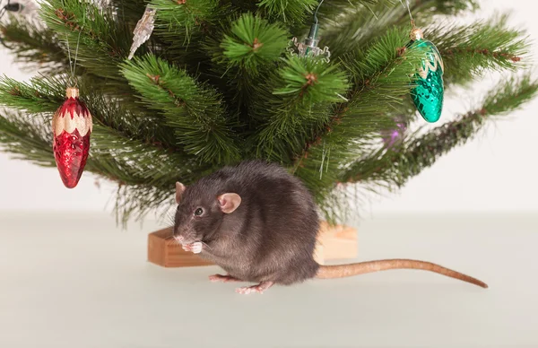 Rat under the Christmas tree — Stock Photo, Image