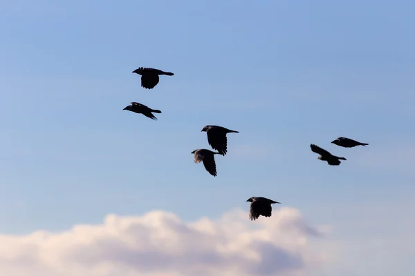 Flock of jackdaws in flight — Stock Photo, Image