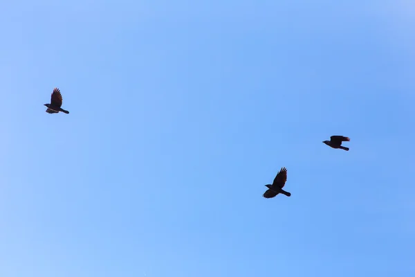 Três jackdaws em voo — Fotografia de Stock