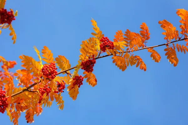 Ветка рябины в солнечную осень — стоковое фото