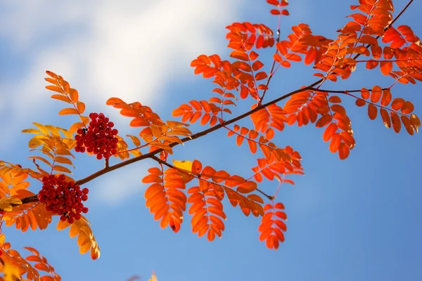 Autumn rowan branch — Stock Photo, Image