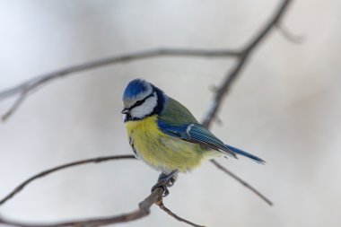 Mavi baştankara dalı