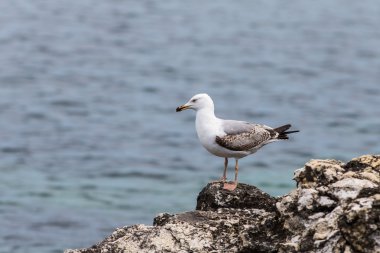 Bir martının portresi