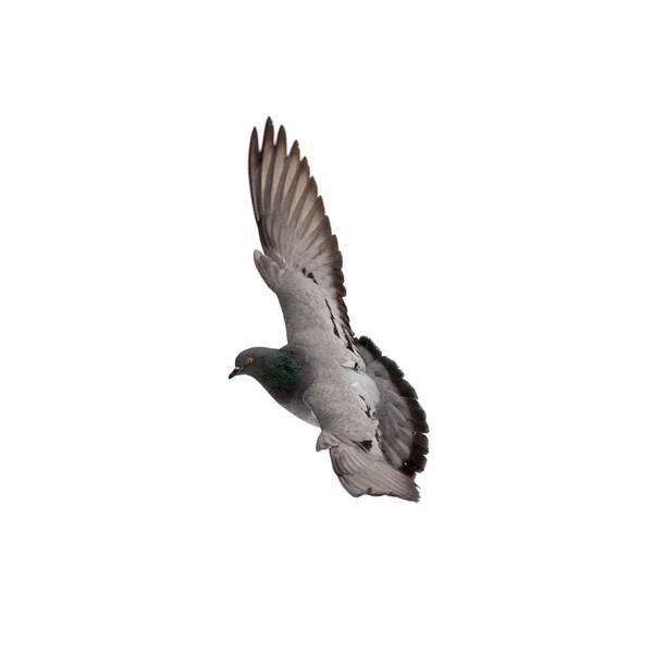 Dove in flight — Stock Photo, Image