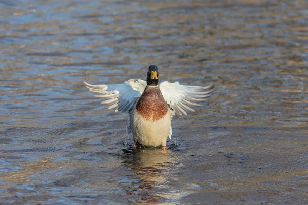 Canard sur l'eau — Photo