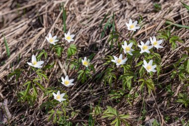Bahar Orman anemon çiçeği.