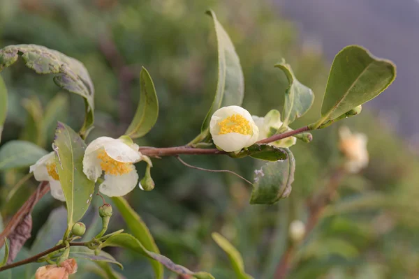 Ramo cespuglio di tè con fiori — Foto Stock