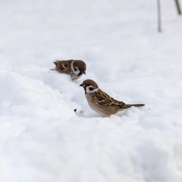 Two sparrow on snow — Stock Photo, Image