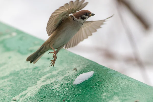 Vliegen omhoog sparrow — Stockfoto