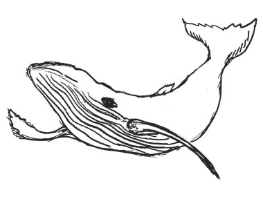 Derinlik balina