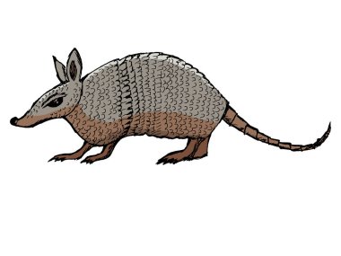 Armadillo, egzotik hayvan. El çizimi, vektör, renkli illüstrasyon. Yan görüş. Doğanın güdüleri, vahşi yaşam. Web tasarımı, kitap ve dergi için kullanılabilir