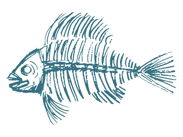 魚の骨格 手描き ベクトル 白のスケッチ画像 水中生命 食べる 食べ物の動機 — ストックベクタ