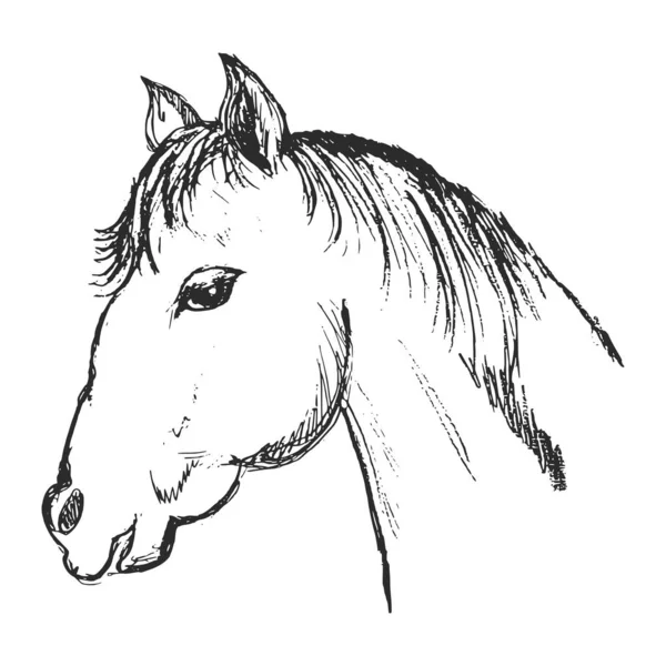 Hoofd Van Het Paard Vector Met Hand Getekend Schets Illustratie — Stockvector