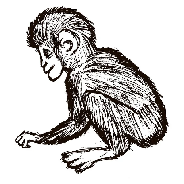 Macaco Pequeno Giro Vista Lateral Motivos Vida Selvagem Vida Animal — Vetor de Stock
