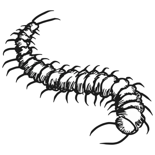 Centipede — Stock Vector