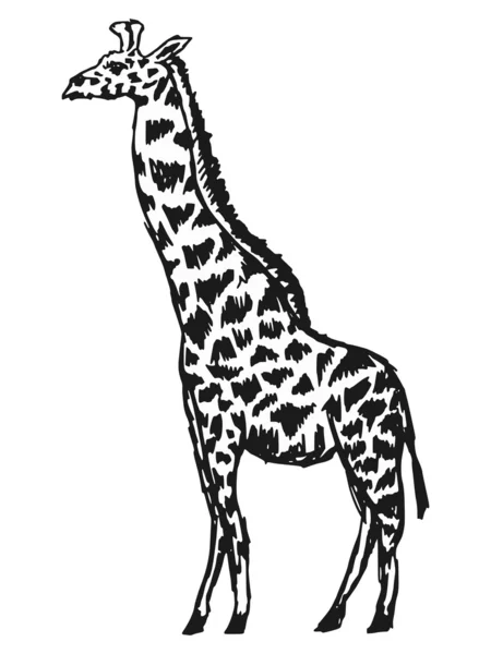 Girafe — Image vectorielle