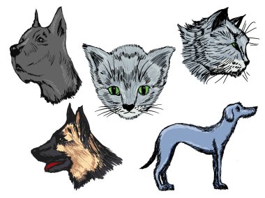 Kediler ve Köpekler