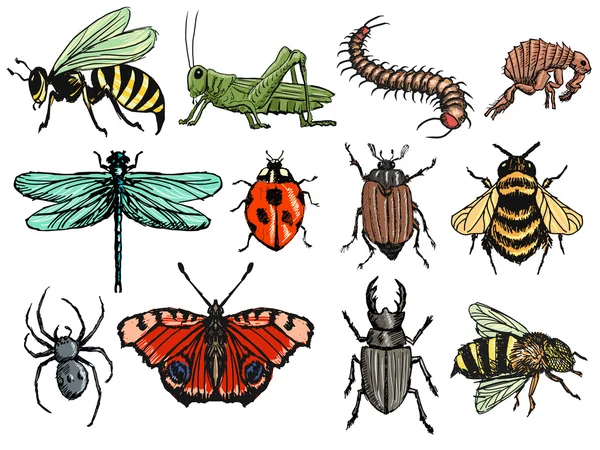 Insects — Stock Vector