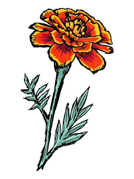 Marigold — Stock Vector