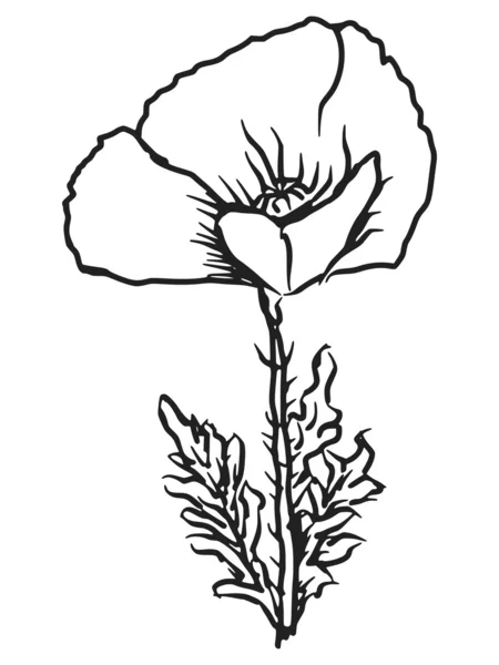 罂粟 — 图库矢量图片