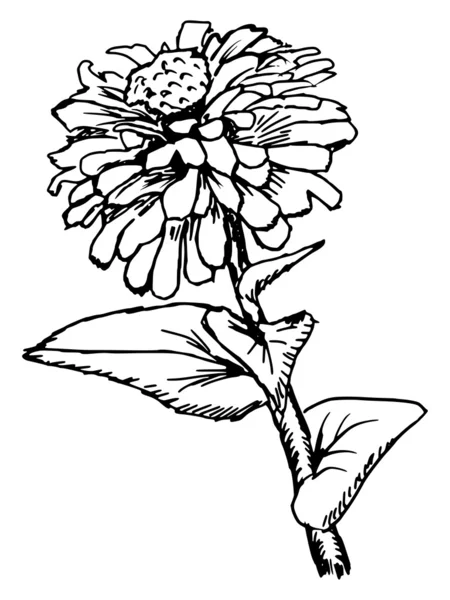 Zinya çiçeği — Stok Vektör