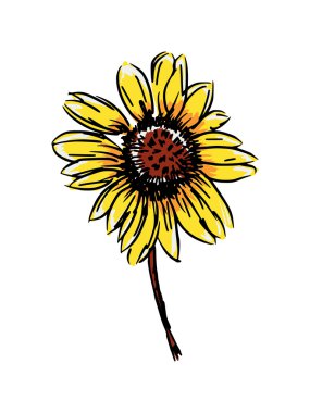 Aster
